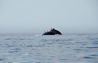 Whalewatchers behind a humback whale hump - 21/08/09