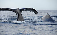 Humpback whales hump and tail - 21/08/09