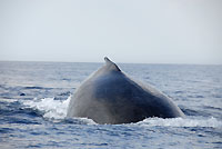 Humpback whale hump, front view - 21/08/09