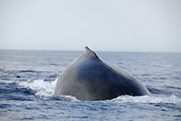 Bosse de baleine de face - 21/08/09