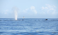 Humpback whales and  schooner  - 21/08/09