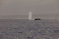 Humpback whales, blow, evening - 21/08/09