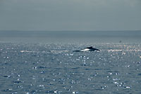 Humpback whales - 21/08/09