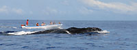 Baleines émergeant près du bateau - 21/08/09