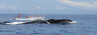 Whales emerging near the boat - 21/08/09