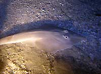 Guitarfish at night - 01/12/05