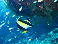 Moorish idol - 31/10/07