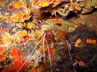 Banded cleaner shrimp waiting for customers - 31/10/07