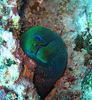 Undulated charming moray - 04/11/07