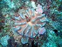 Sea anemon or soft coral? - 04/11/07