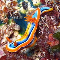 Nudibranche Chromodoris hamiltoni - 04/11/07