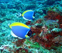 powder-blue surgeonfish - 05/11/07