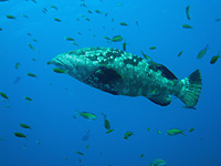 Malabar grouper hanging in the blue - 06/11/07