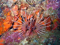 Spotfin lionfish, back view, deployed fins - 06/11/07