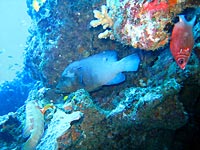 Redmouth grouper - 06/11/07