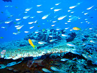 malabar grouper and glassfishes over a coral table - 06/11/07