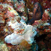 Masked moray eel and sorpion leaf fish, the show goes on - 06/11/07