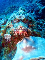 Hairy and frightening tassled scorpion fish - 06/11/07