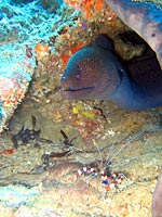 Giant moray and cleaner shrimp - 06/11/07