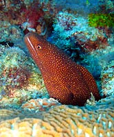 Whitemouth moray head - 06/11/07