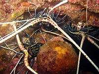 Three crayfishes - 06/11/07