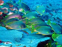 Blackspotted sweetlips in formation - 07/11/07