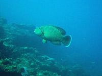 Site de plongée d'Atimoo Plongée Madagascar : Tortuga