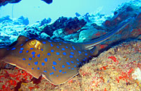 Bluespotted ribbontail ray and tassled scorpionfish - 07/11/07