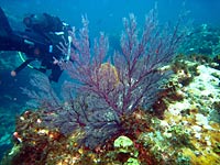 Atimoo Madagascar Dive site : Canyons