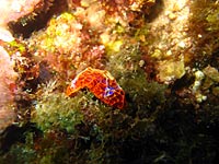 Nudibranche orange dans les canyons - 07/11/07