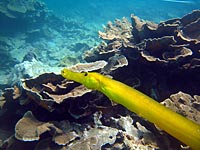The same yellow trumpet fish as in 493, from farther - 08/11/07