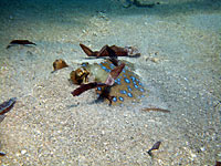 Bluespotted ribbontail ray in sand - 08/11/07