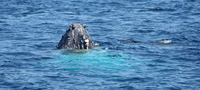 Bout du bout du nez de baleine à bosse - 