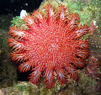 A star at night : the crown-of-thorns starfish - 16/02/13