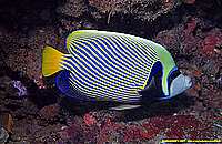 Emperor Angelfish - 20/10/22