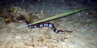 Longfin african conger and cornetfish - 18/10/08