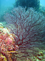 Red seafan - 18/10/08