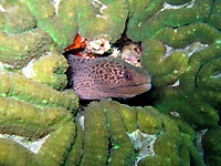 Small giant moray - 18/10/08