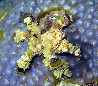 Velcro crab on blue coral - 14/03/15