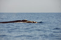 Surfacing southern right whale - 19/08/14
