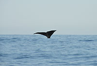A southern right whale dives - 19/08/14