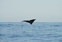 Une baleine franche plonge - 19/08/14