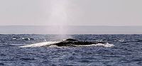 Humpback whale, back light - 14/08/22