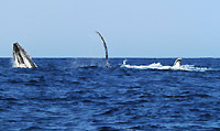 Rostrum, pectoral and half caudal fin - 15/08/15