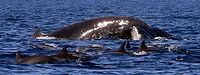 Humpback whale and spinner dolphins - 14/08/22