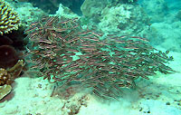 Striped sea catfish - 02/09/12