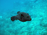 Guineafowl puffer - 27/02/11