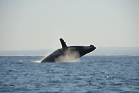 Happy humpback whale - 19/08/14