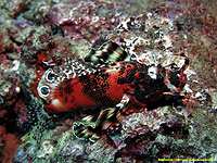 20/10/22 - Twinspot lionfish - jardin de corail - Bruno Deloffre