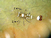 Pawntail shrimp - 02/12/19